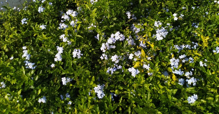 Madagascar Periwinkle Flowers