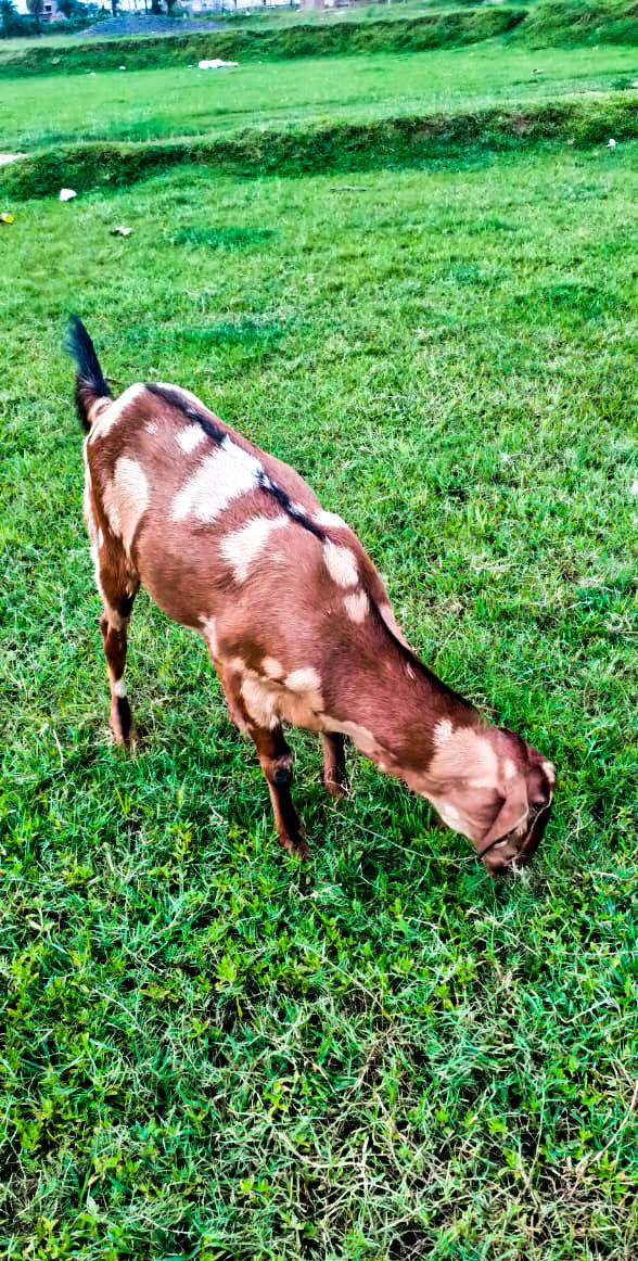 The goat is eating grass