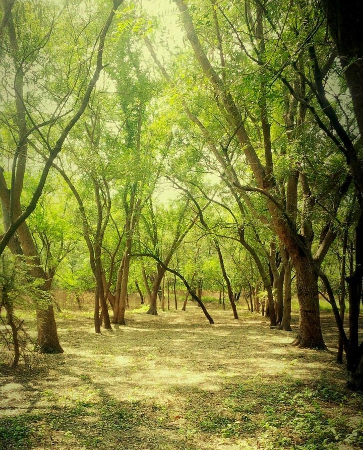 Trees