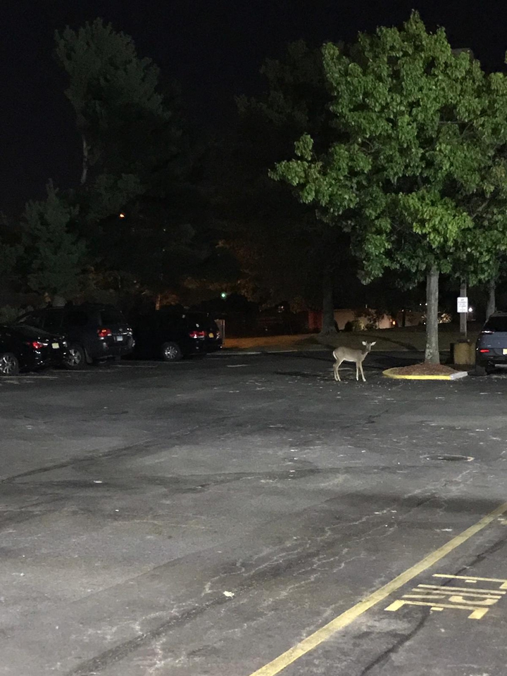 deer in america
