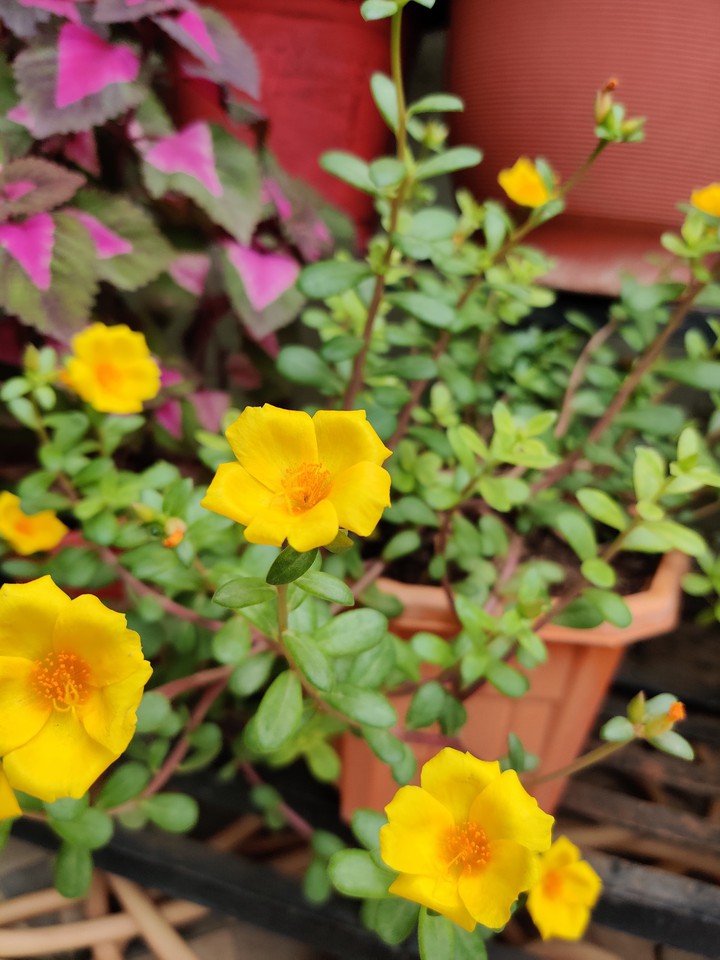 Yellow Flowers