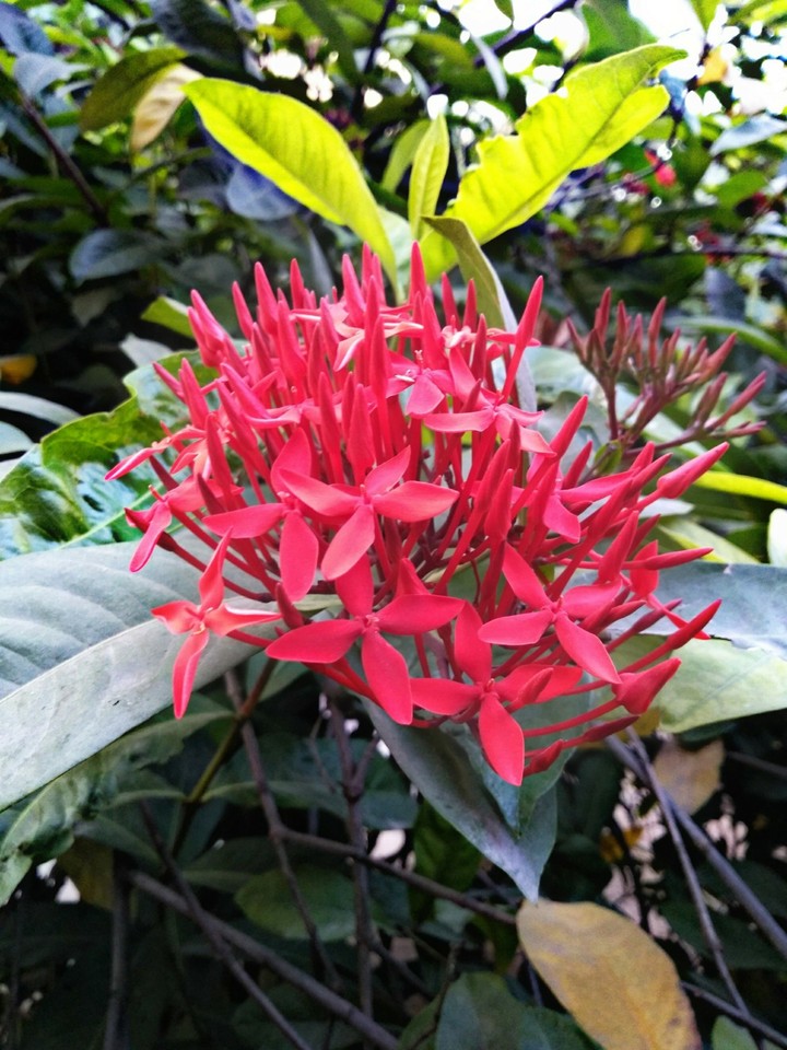 pink flowers