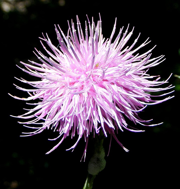 thistle
