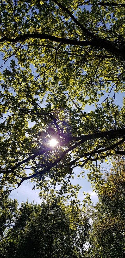 spring