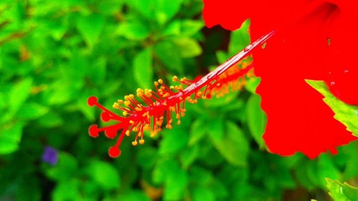 red flower