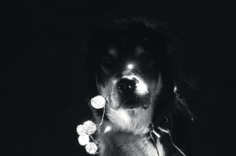 Sweet dog