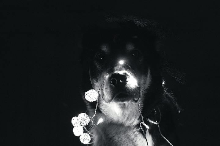 Sweet dog