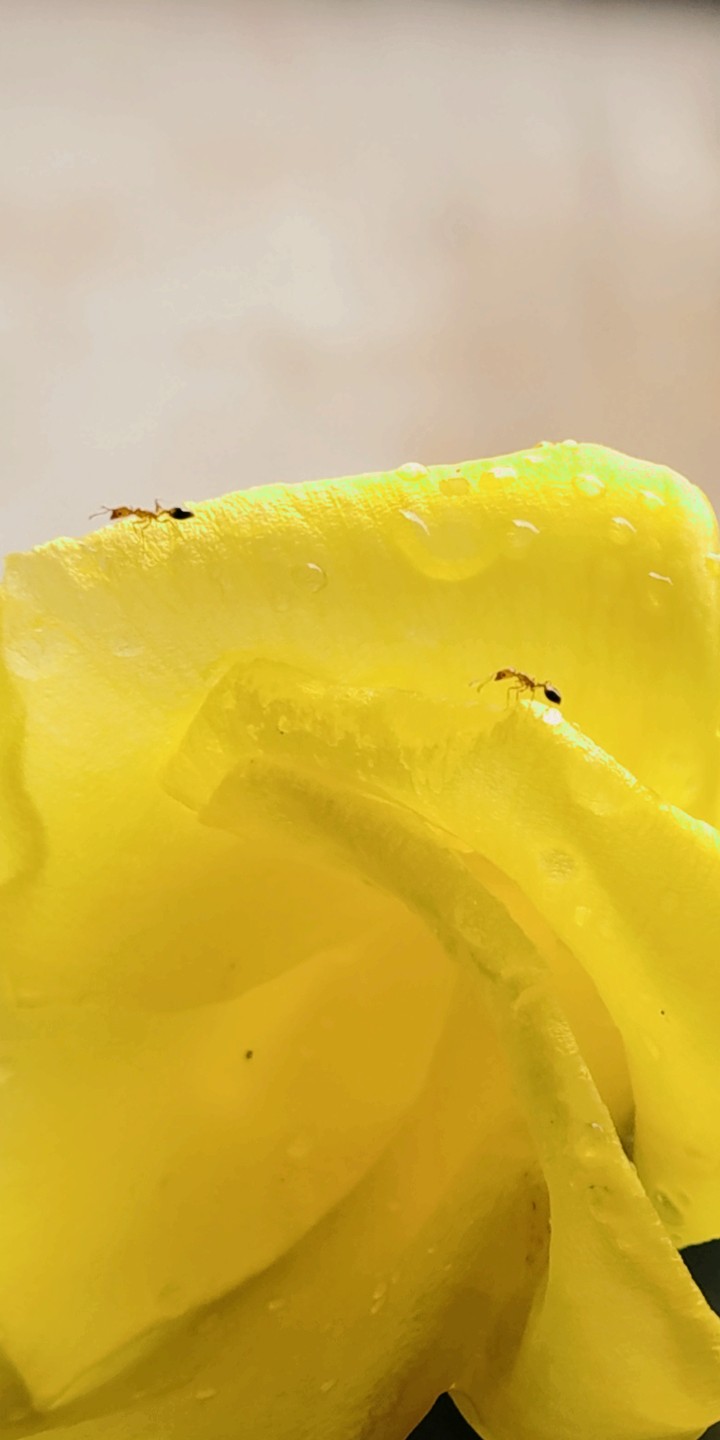 ants on a flower
