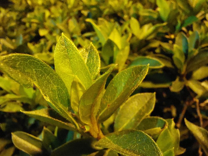 Plants