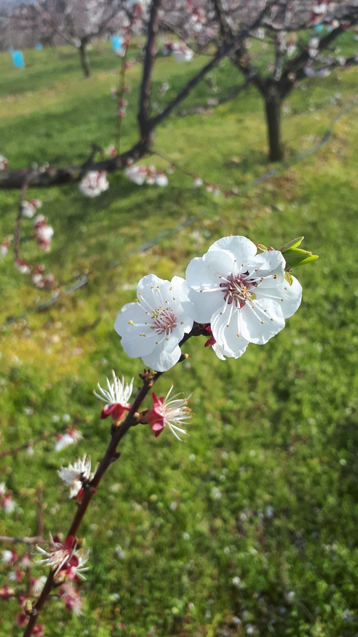 Fleurs de pêcher