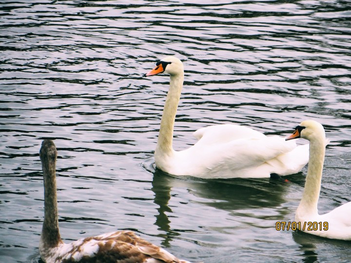 Swans of Severn
