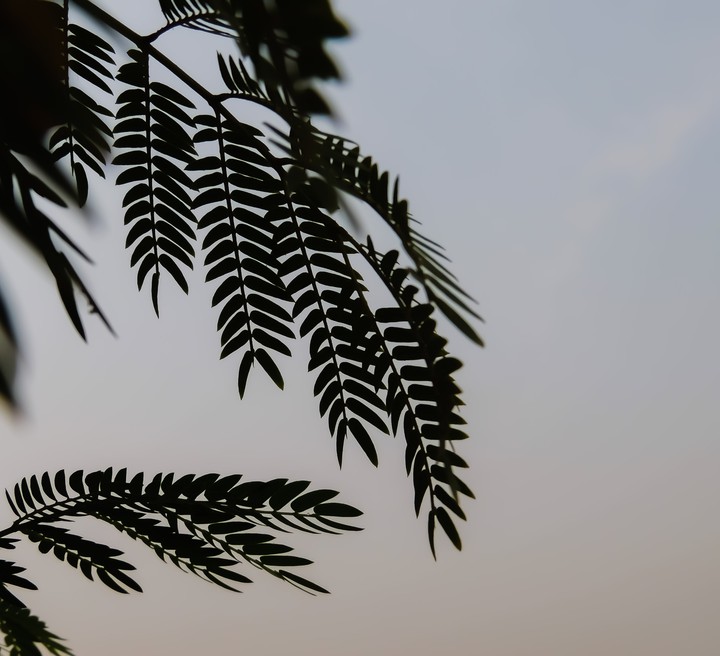 nature's magic-1