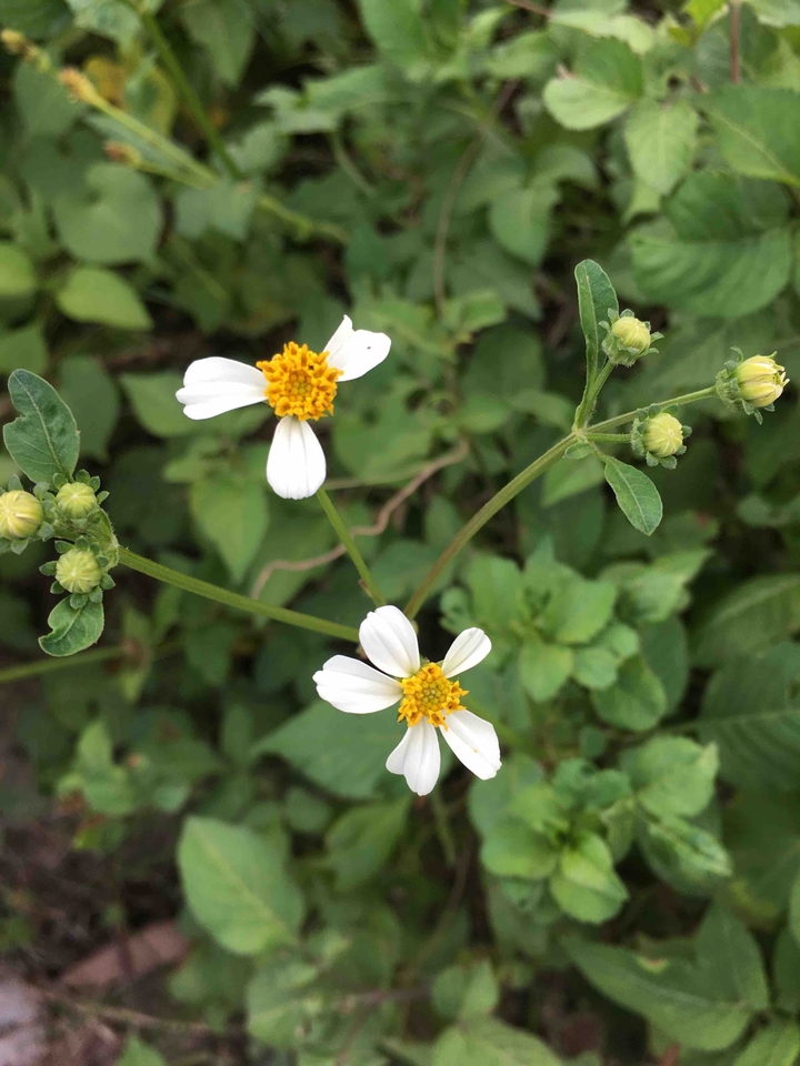 Daisy flowers