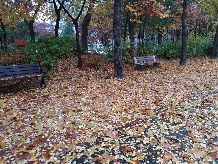 가을낙엽