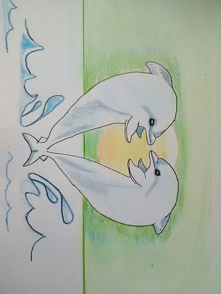 drawing dolphins