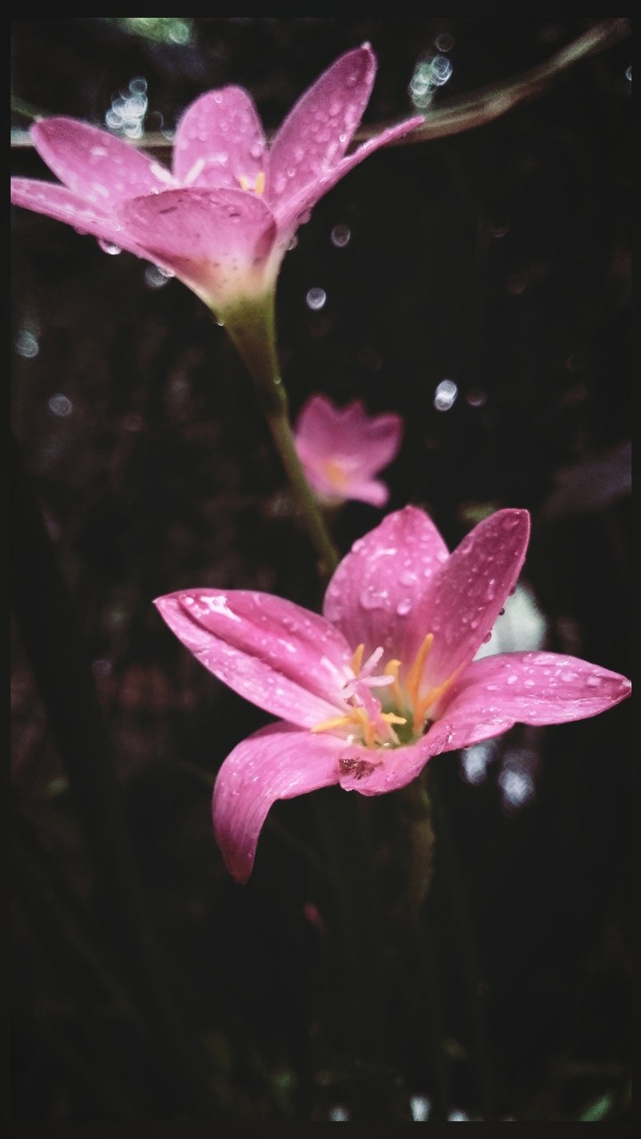 be the drops