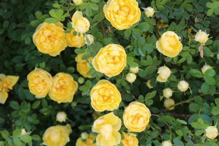 rose
