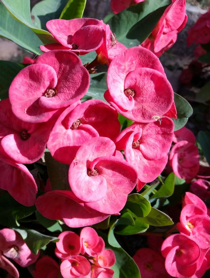 Pink flowers
