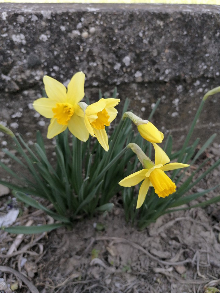 spring