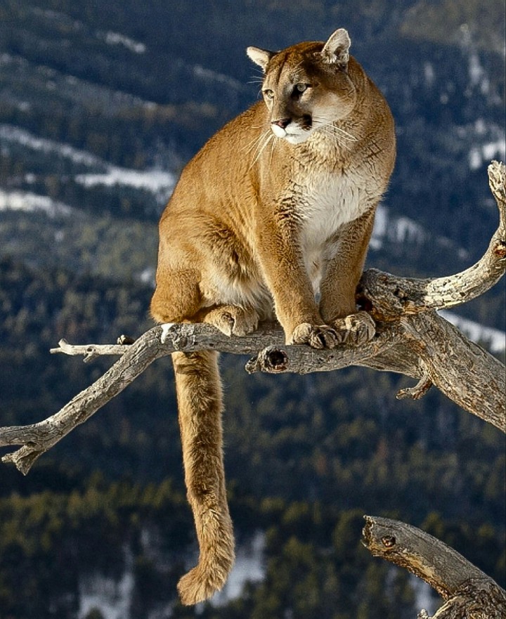 Watching Over His Domain