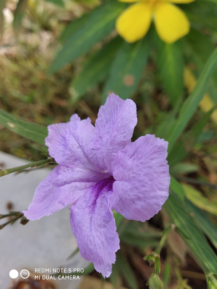 Flower ?