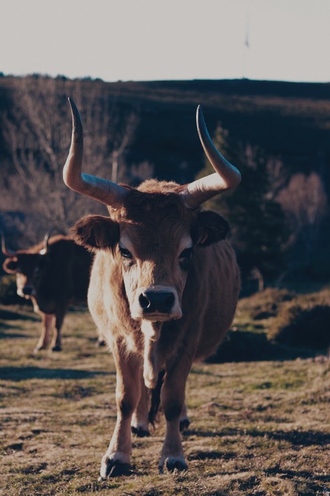tapety ox, zebu