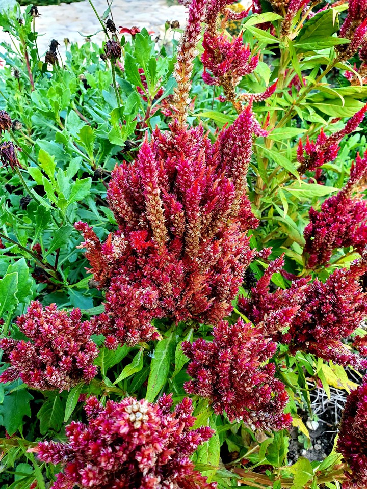 flowers