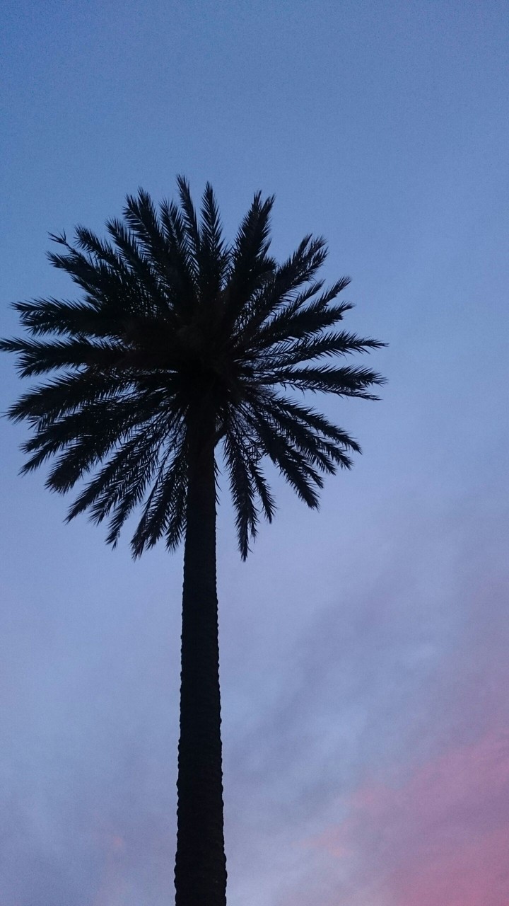 Palm