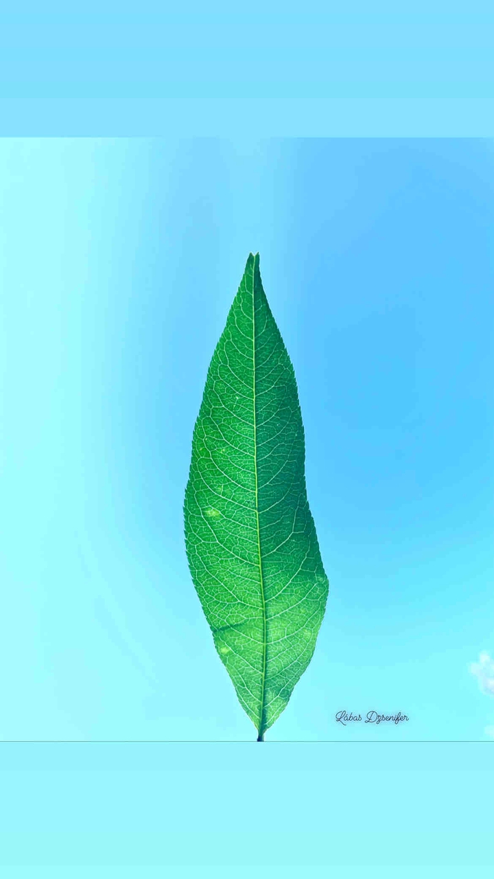 Green leaf