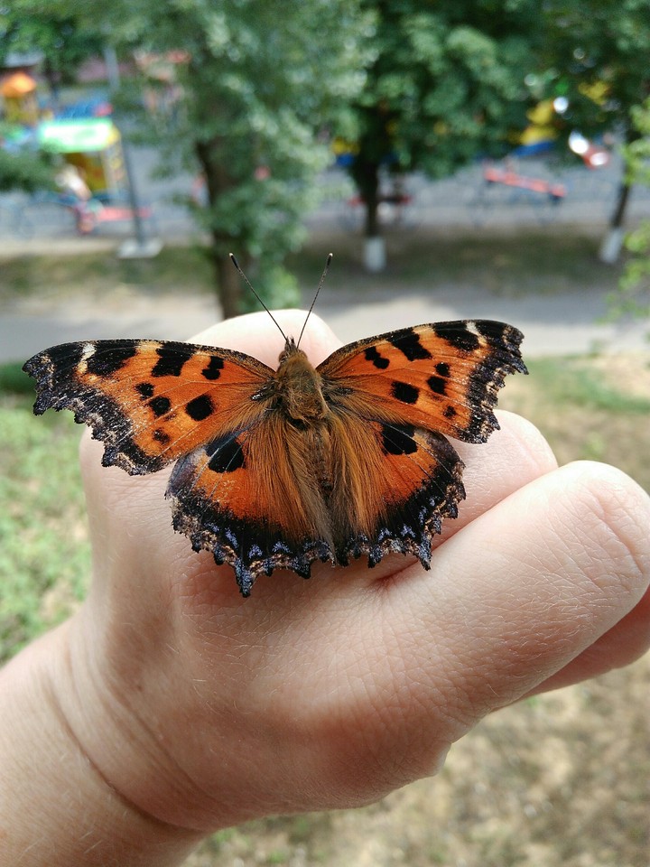 butterfly
