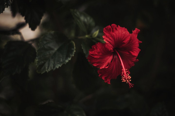 hibiscus