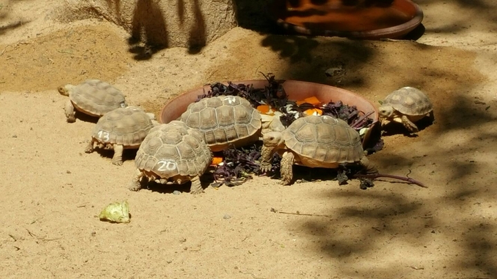 Schildkröten - Babys.