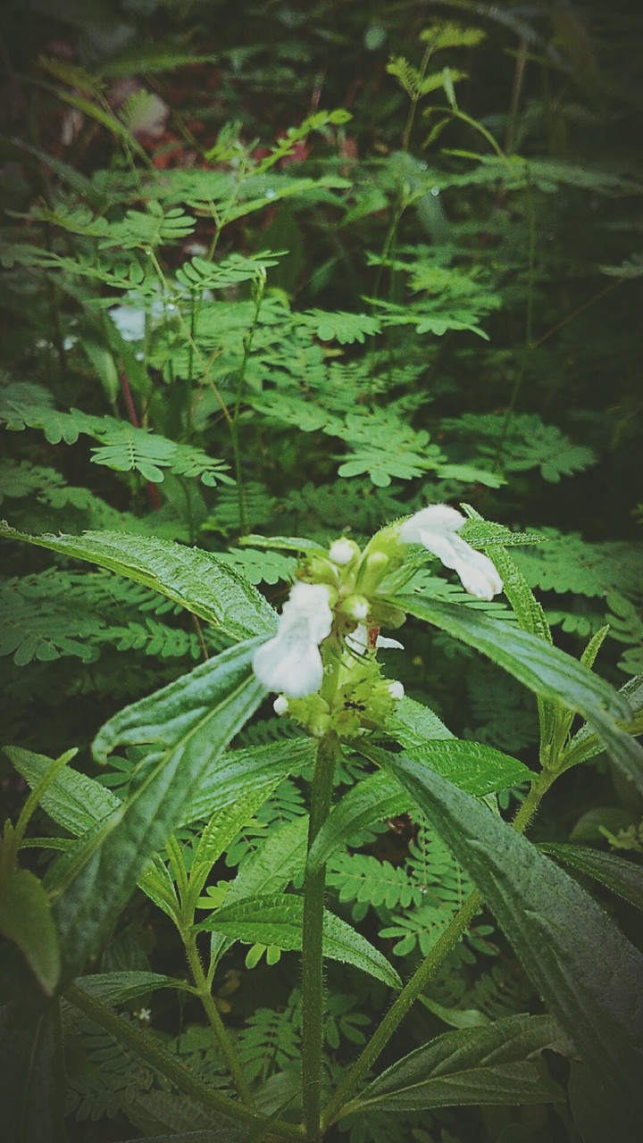 nature