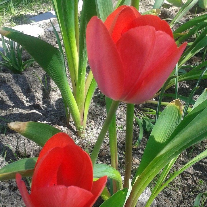 tulip