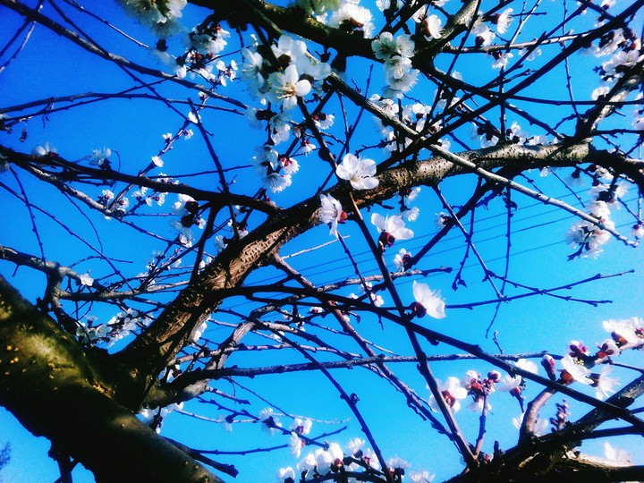 spring time