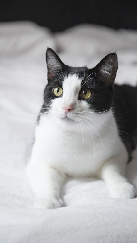 Cat miya-Ong