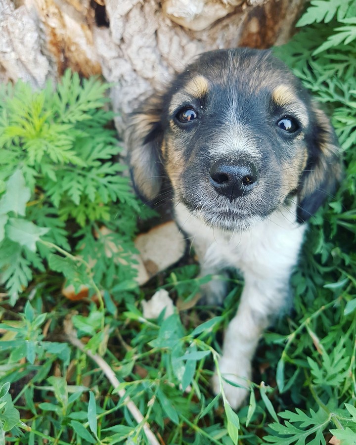 Street puppy