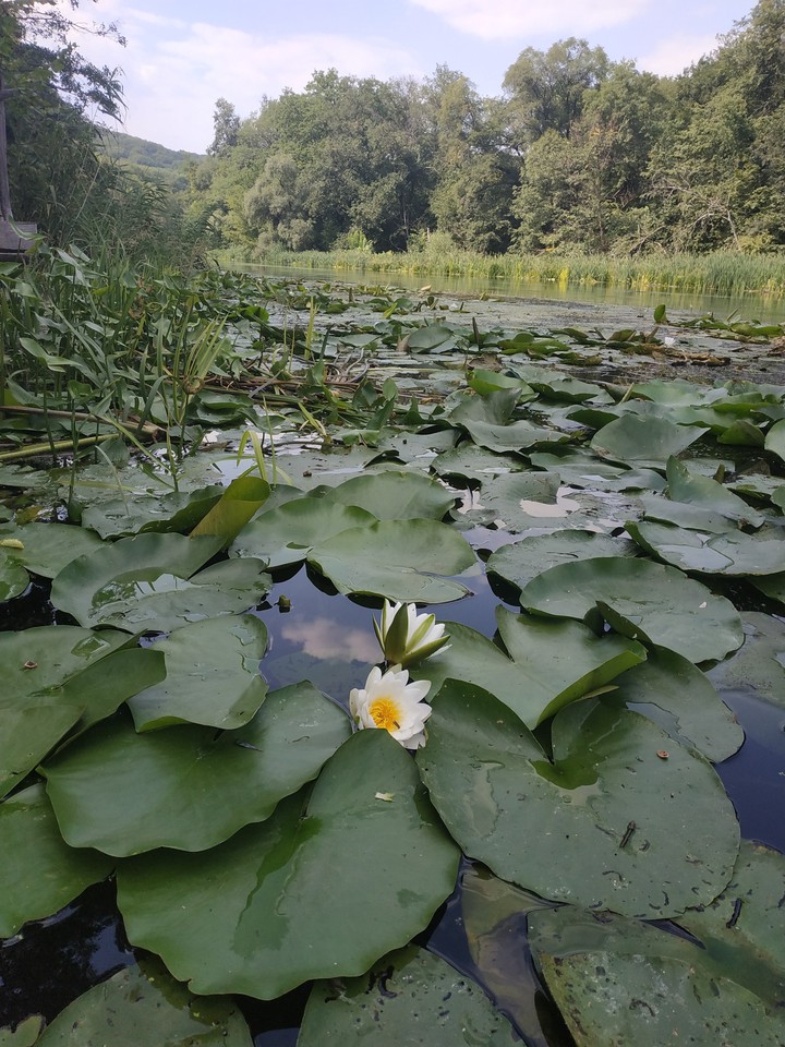 summer, river, lilies, nature, lotus
