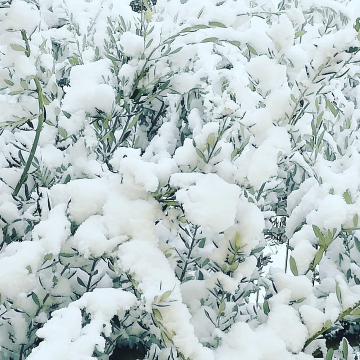 risvegli