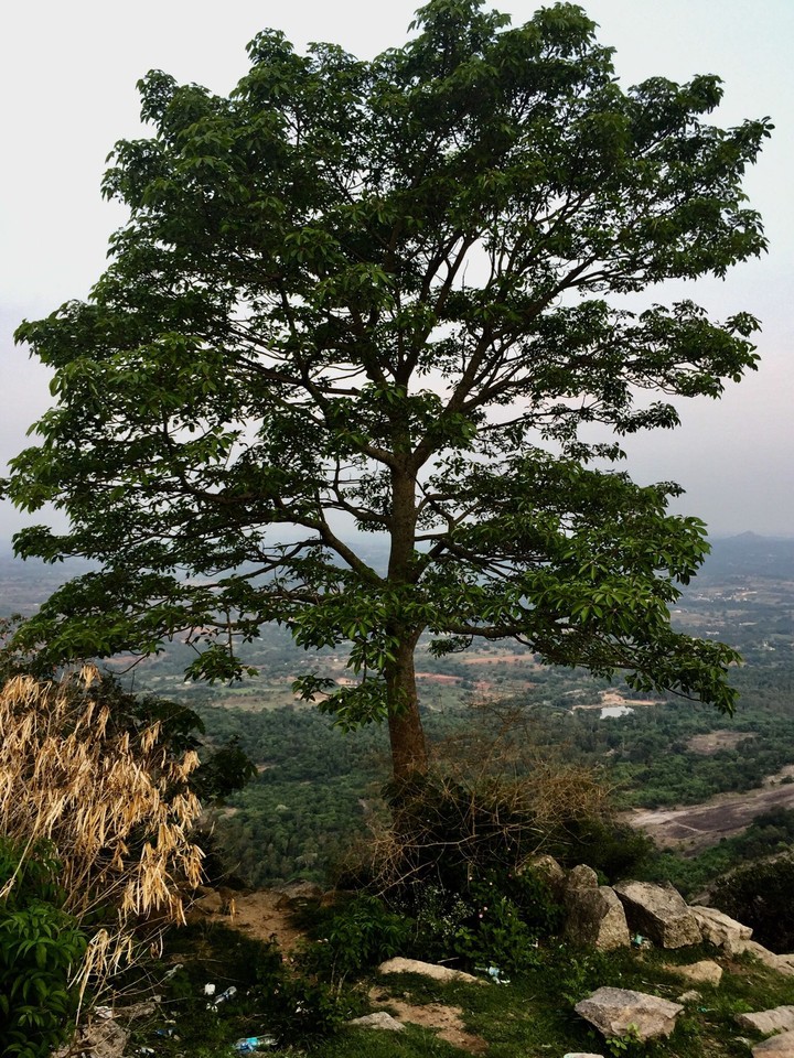 Trees
