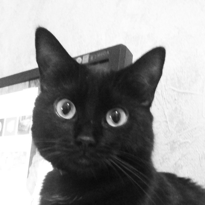 черная кошка