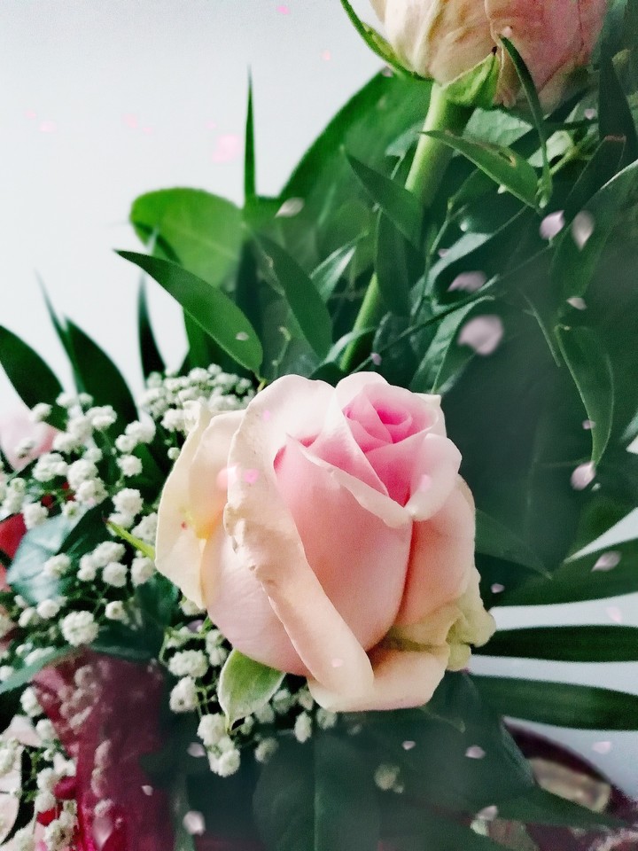 Rose