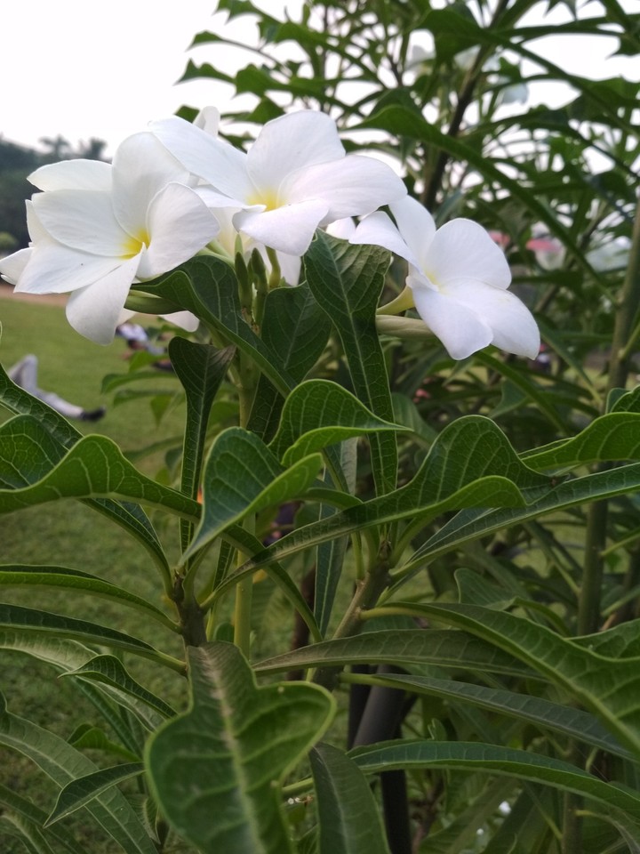 Flower