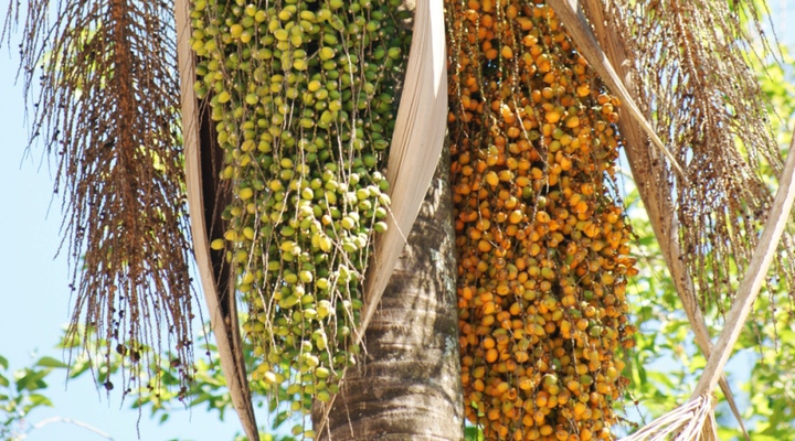 Brazil Fruits - Coquinho