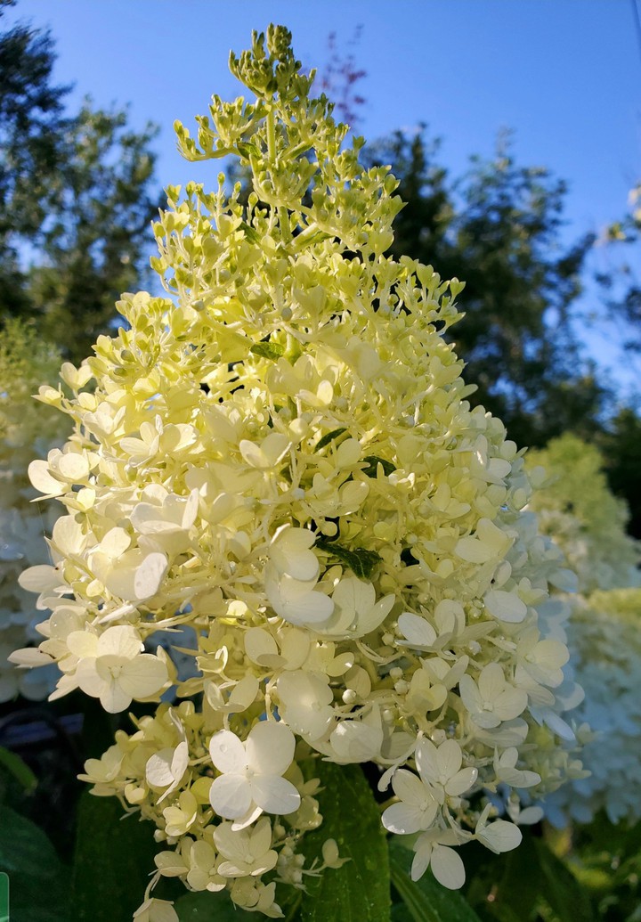 Hydrangeas