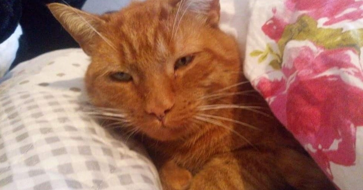 my cat
