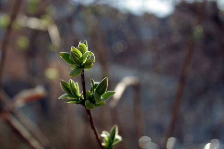 young shoots of life