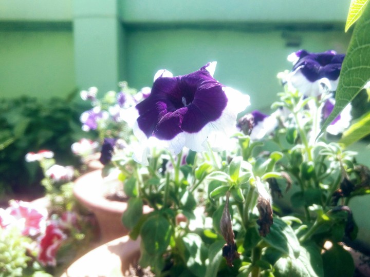 blue summer flowers