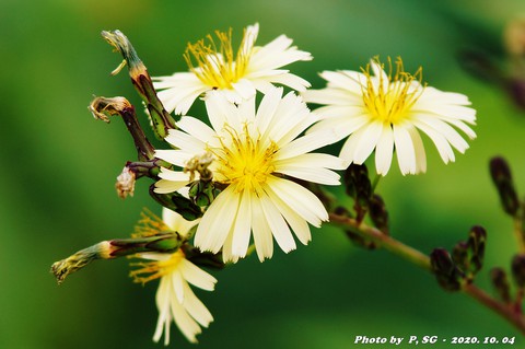 wildflower, 植物壁纸