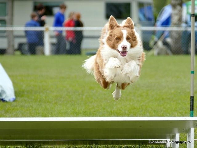 The Border Collie Because There Is No Better Dog